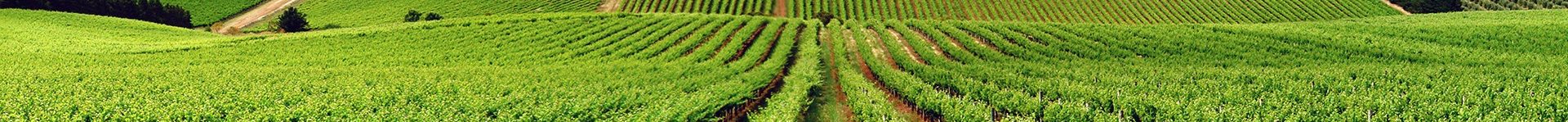 Lista beneficiarilor ajutorului de minimis pentru cultivarea usturoiului
